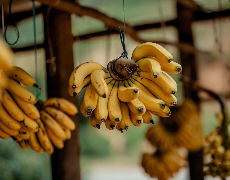 Descubra os benefícios da banana para a saúde. Exploramos 12 razões, de vitaminas essenciais a compostos orgânicos, que mostram como é uma fruta versátil.