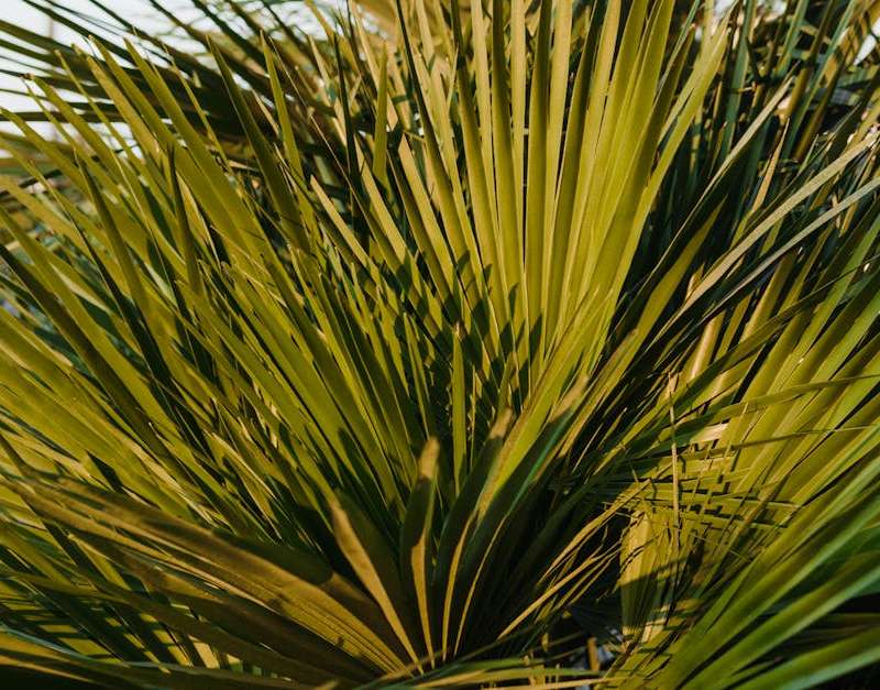 Conheça o folisin, suplemento para queda de cabelo masculina. Analisamos os ingredientes, como funciona e a evidência científica por trás deste produto.