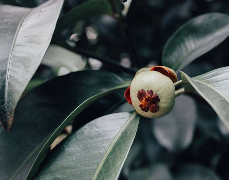 Guia completo sobre Garcinia Cambogia: como funciona o HCA, evidência científica, dosagem segura, efeitos secundários e melhores suplementos.