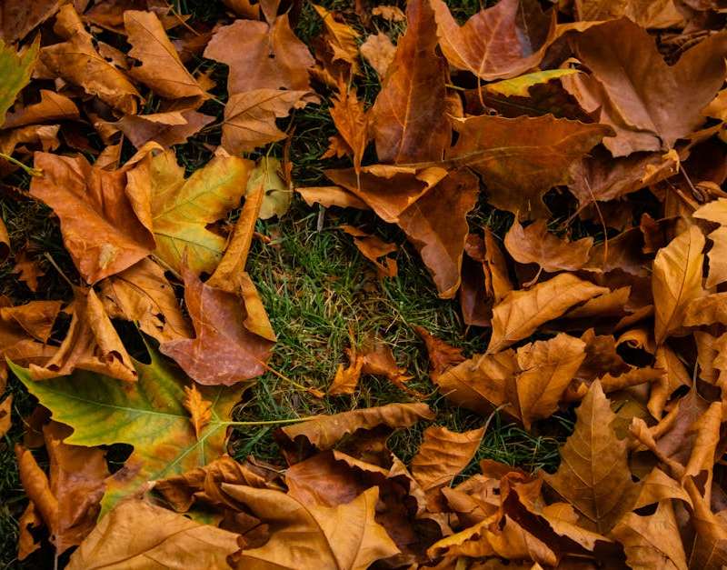 Descubra como os remédios naturais podem ajudar a suavizar as pálpebras caídas. Explore opções seguras para um olhar mais jovem e revitalizado.