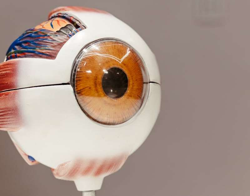 Saiba como os nutrientes essenciais e vitaminas chave impactam a sua saúde ocular. Mantenha os seus olhos protegidos e a visão nítida com uma alimentação adequada.
